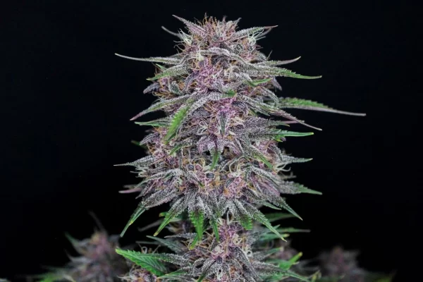 FAST BUDS - Banana Purple Punch Auto (x1) - Imagen 3
