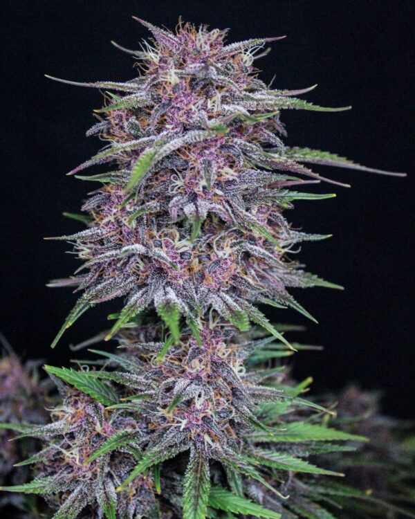 FAST BUDS - Banana Purple Punch Auto (x1) - Imagen 4