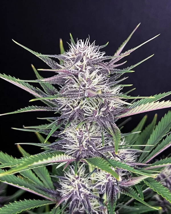 FAST BUDS - Banana Purple Punch Auto (x1) - Imagen 5