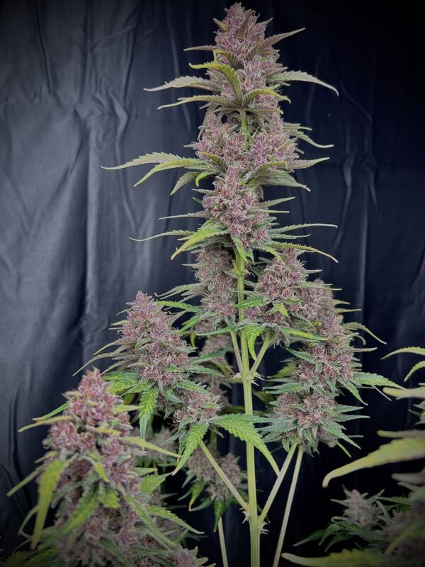FAST BUDS - Banana Purple Punch Auto (x1) - Imagen 6