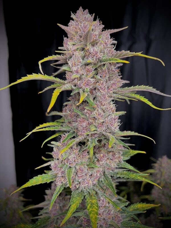 FAST BUDS - Banana Purple Punch Auto (x1) - Imagen 7