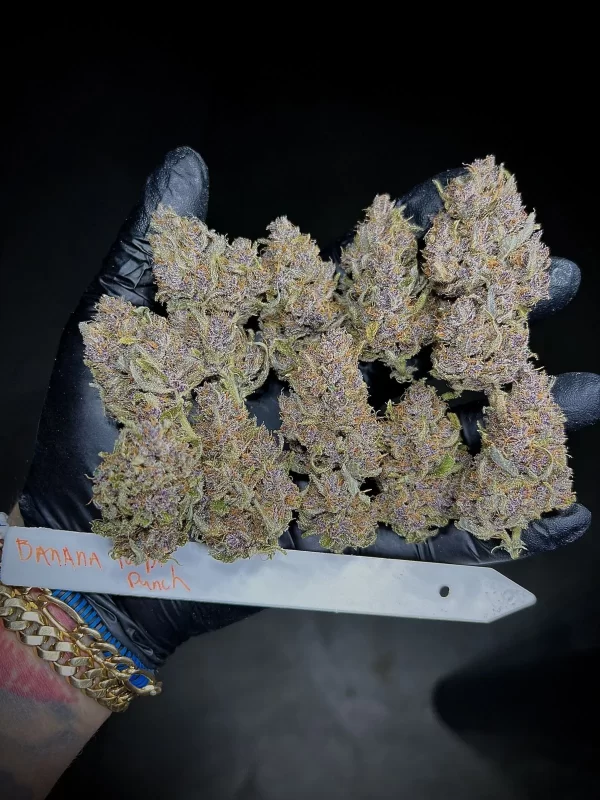 FAST BUDS - Banana Purple Punch Auto (x1) - Imagen 8