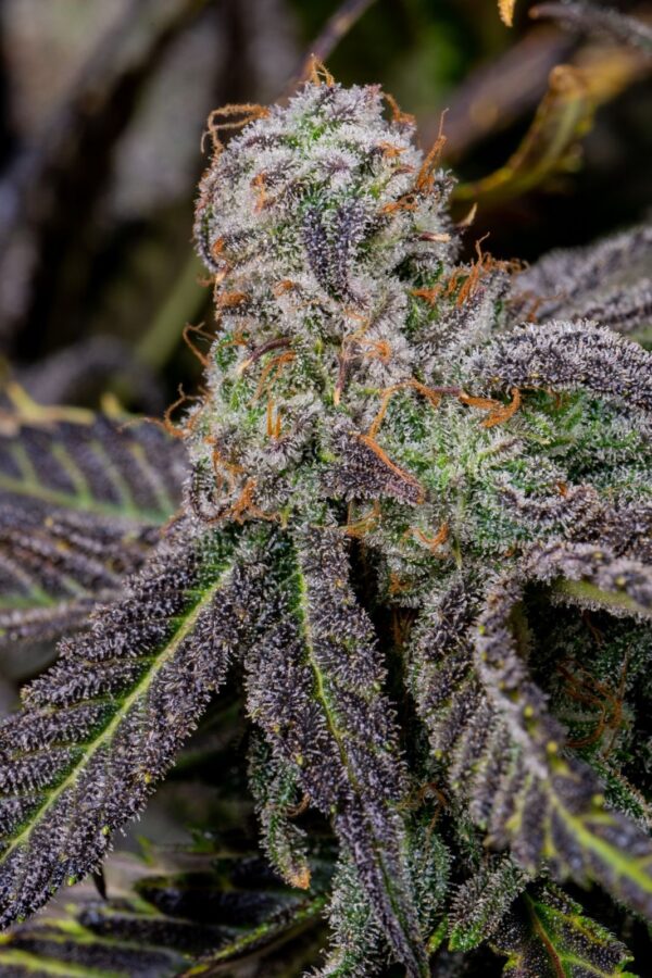 FAST BUDS - Banana Purple Punch Auto (x1) - Imagen 9