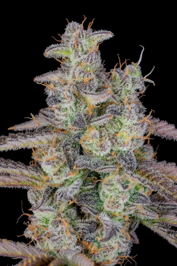 FAST BUDS - Banana Purple Punch Auto (x1) - Imagen 10
