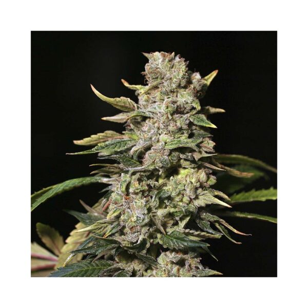 EVA SEEDS - TNT Kush (x4)