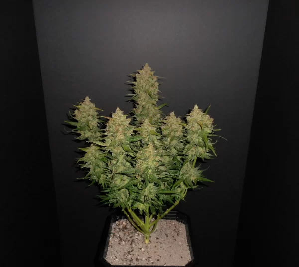 FAST BUDS - Lemon AK Auto (x1) - Imagen 2