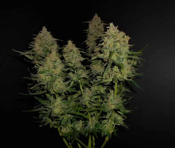 FAST BUDS - Lemon AK Auto (x1) - Imagen 3