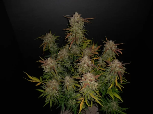 FAST BUDS - Lemon AK Auto (x1) - Imagen 4