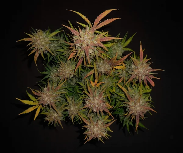 FAST BUDS - Lemon AK Auto (x1) - Imagen 5