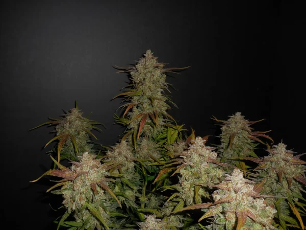 FAST BUDS - Lemon AK Auto (x1) - Imagen 6