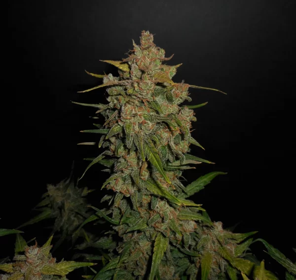 FAST BUDS - Lemon AK Auto (x1) - Imagen 7