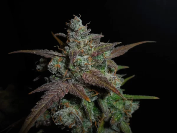 FAST BUDS - Lemon AK Auto (x1) - Imagen 9