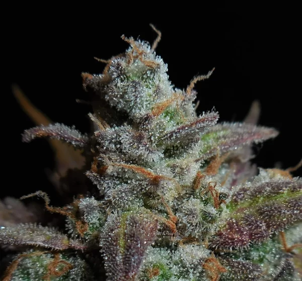 FAST BUDS - Lemon AK Auto (x1) - Imagen 10