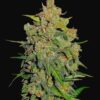 FAST BUDS - Lemon AK Auto (x1)
