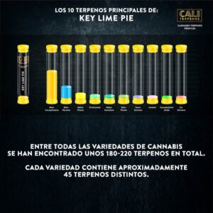 CALI TERPENES - Terpenos Key Lime Pie (1 ml)