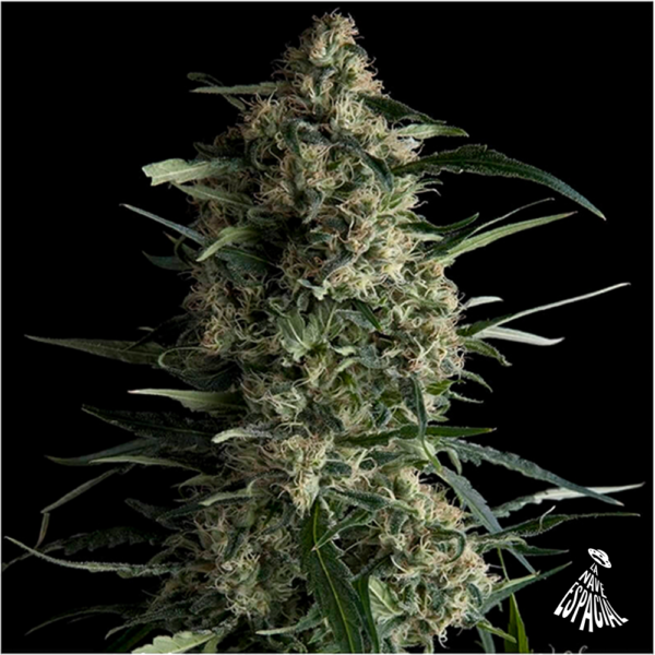 PYRAMID SEEDS - Galaxy (x4)