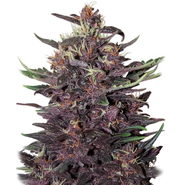 BUDDHA SEEDS - Purple Kush Auto (x4)