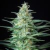 BUDDHA SEEDS - Red Dwarf Auto (x4)