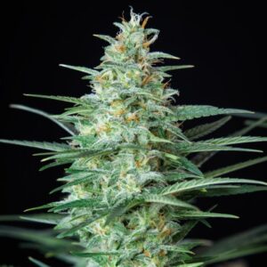 BUDDHA SEEDS - Red Dwarf Auto (x4)