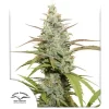 DUTCH PASSION - Mokum’s Tulip (x3)