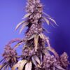 SWEET SEEDS - Black Muffin F1 Fast Version (x4)