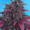 GRANEL / SWEET SEEDS - Dark Devil Auto (x1)