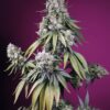 SWEET SEEDS - Jealousy Z XL Auto (x4)