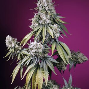 SWEET SEEDS - Jealousy Z XL Auto (x4)