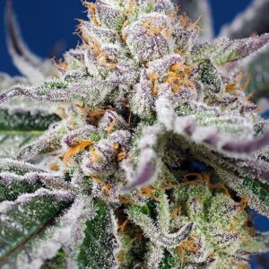 SWEET SEEDS - Orange Apricot Glue XL Auto (x4)