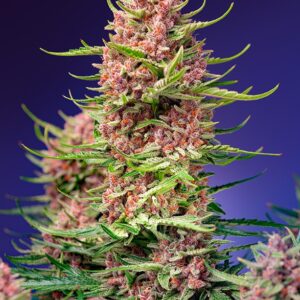 SWEET SEEDS - Strawberry Cola Sherbet F1 Fast Version (x4)
