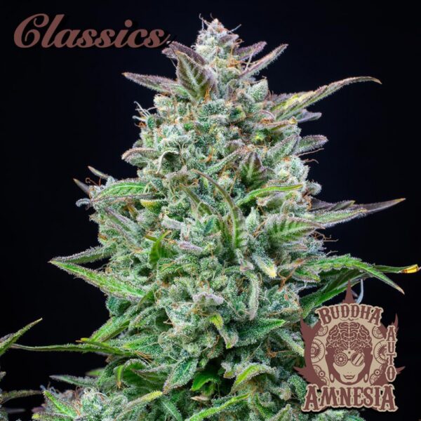 BUDDHA SEEDS - Amnesia Auto (x4) - Imagen 2