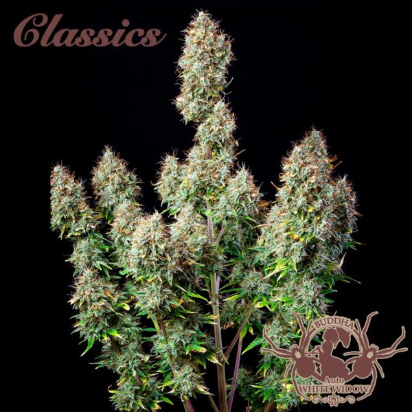 BUDDHA SEEDS - Assorted Classic Auto (x10) - Imagen 2