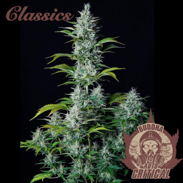 BUDDHA SEEDS - Assorted Classic Auto (x10) - Imagen 3