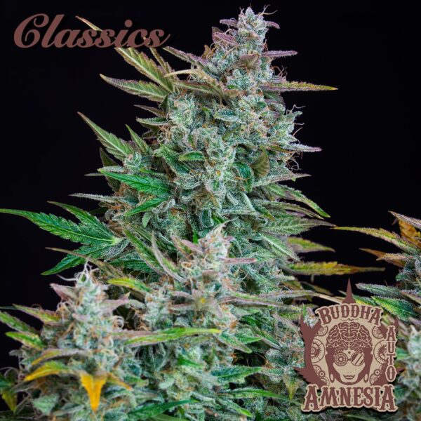 BUDDHA SEEDS - Assorted Classic Auto (x10) - Imagen 4