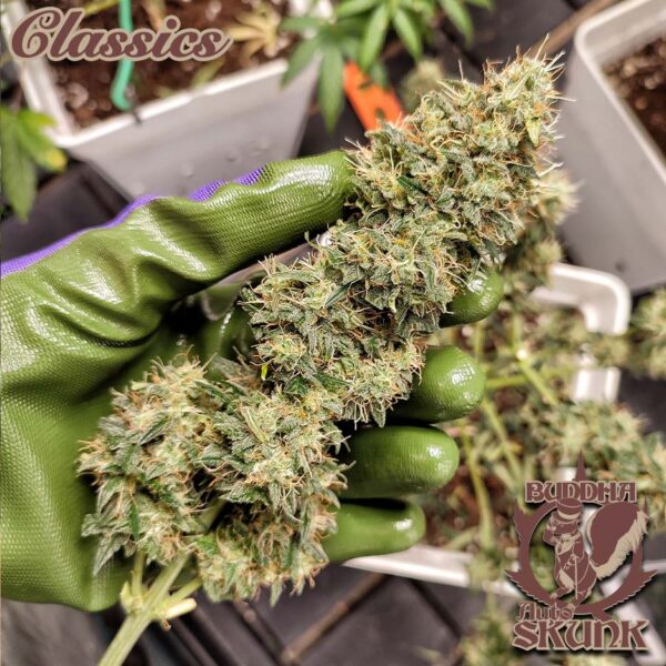 BUDDHA SEEDS - Assorted Classic Auto (x10) - Imagen 5