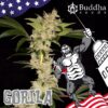 BUDDHA SEEDS - Gorila Auto (x4)