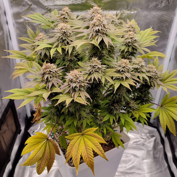 BUDDHA SEEDS - Gorila Auto (x4) - Imagen 3