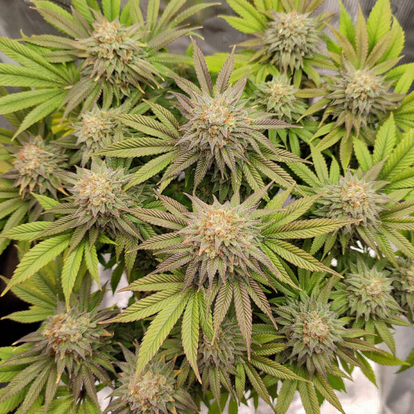 BUDDHA SEEDS - Gorila Auto (x4) - Imagen 4