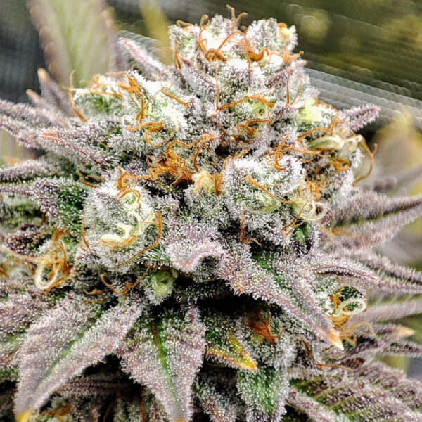 BUDDHA SEEDS - Gorila Auto (x4) - Imagen 5