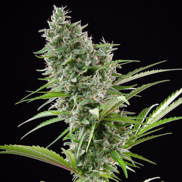 BUDDHA SEEDS - Zkitt Auto (x4) - Imagen 2