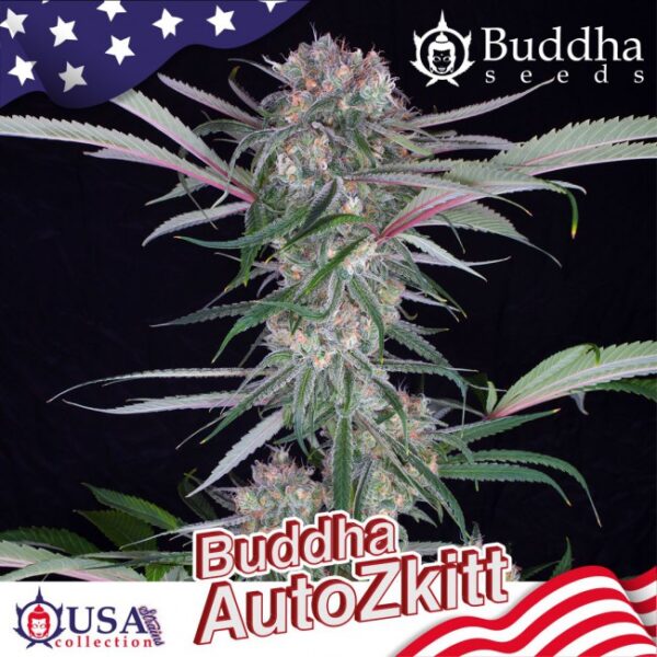 BUDDHA SEEDS - Zkitt Auto (x4)