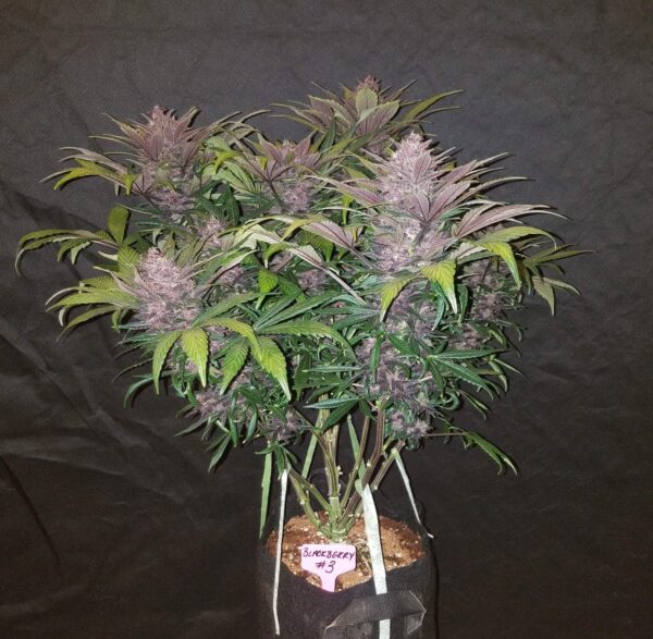 FAST BUDS - Blackberry Auto (x8) - Imagen 2