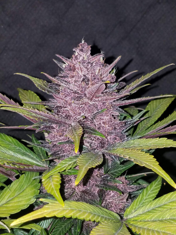 FAST BUDS - Blackberry Auto (x8) - Imagen 11