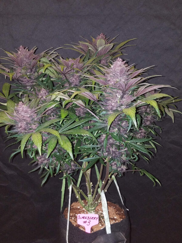 FAST BUDS - Blackberry Auto (x8) - Imagen 3