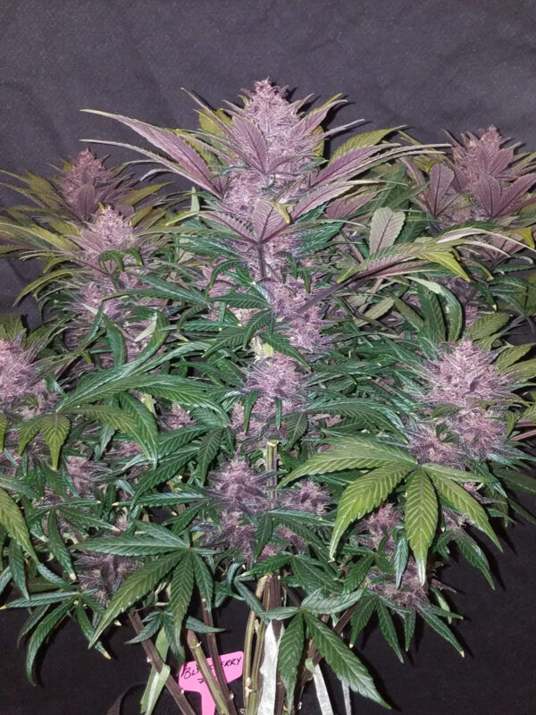 FAST BUDS - Blackberry Auto (x8) - Imagen 4