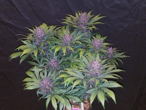 FAST BUDS - Blackberry Auto (x8) - Imagen 5