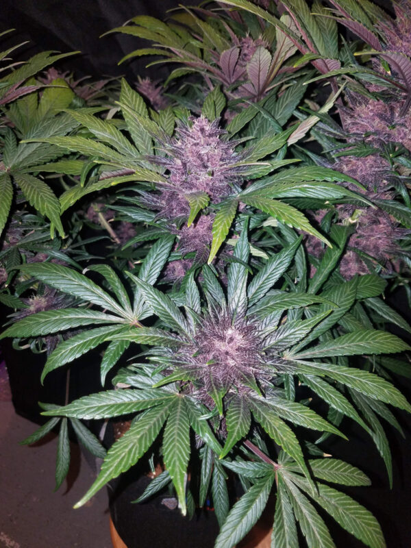 FAST BUDS - Blackberry Auto (x8) - Imagen 6