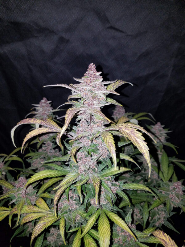 FAST BUDS - Blackberry Auto (x8) - Imagen 7