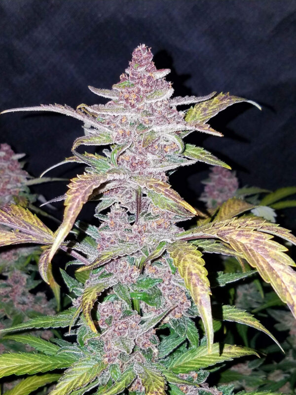 FAST BUDS - Blackberry Auto (x8) - Imagen 8