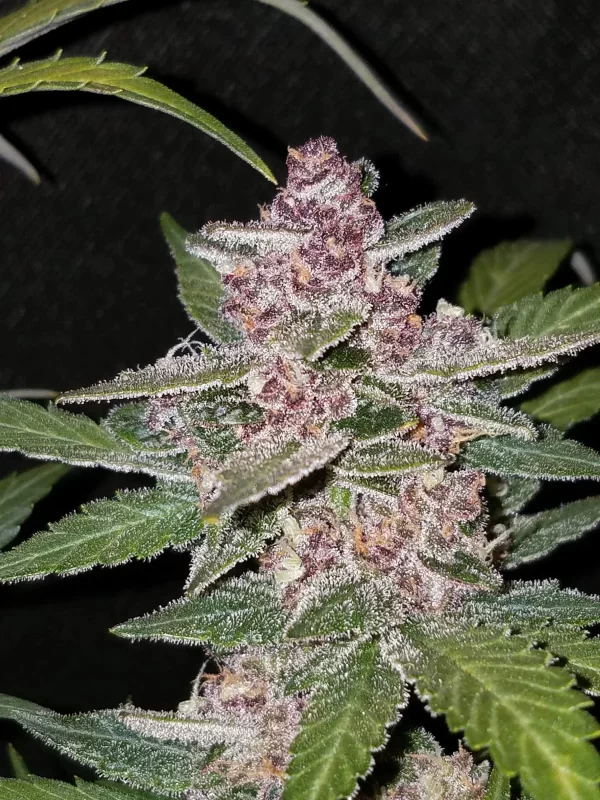 FAST BUDS - Blackberry Auto (x8) - Imagen 9